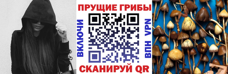 закладки  Ялуторовск  Галлюциногенные грибы Psilocybe 